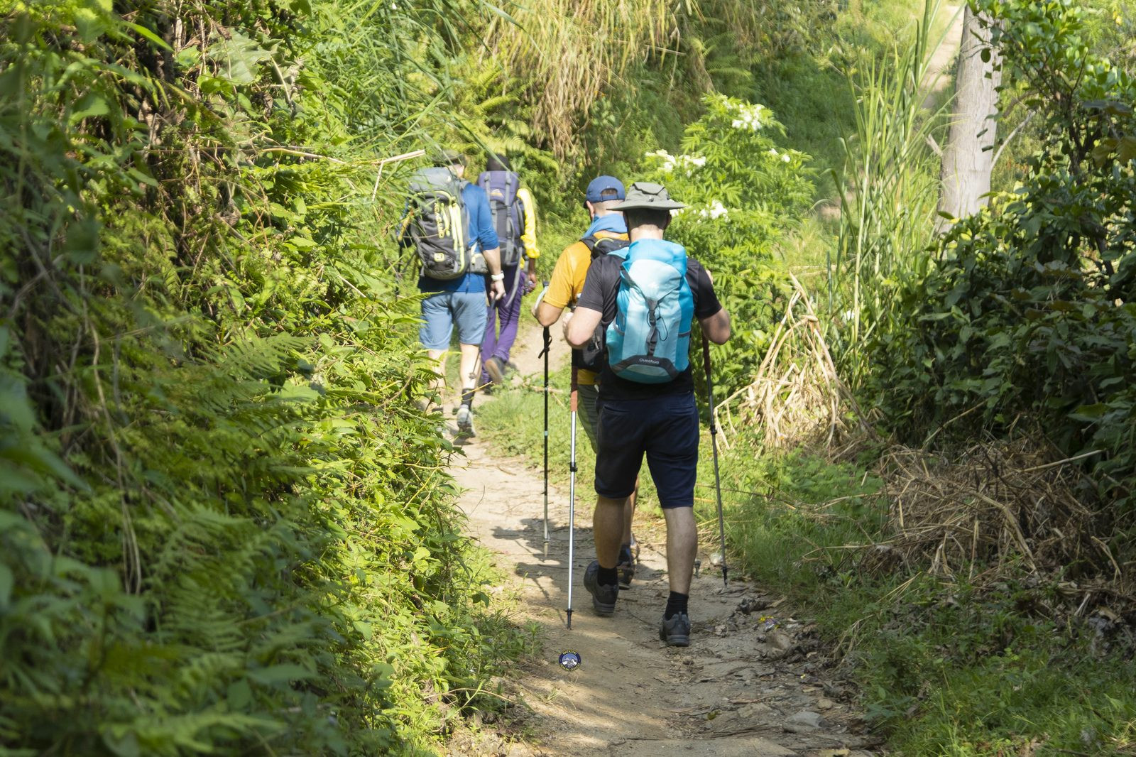 Hikers with trekking poles on a jungle trail