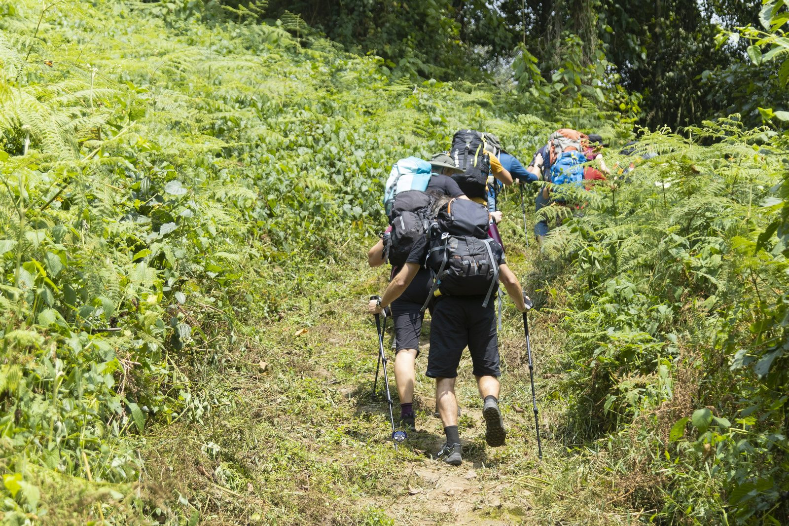 Hikers with backpacks walking through dense greenery