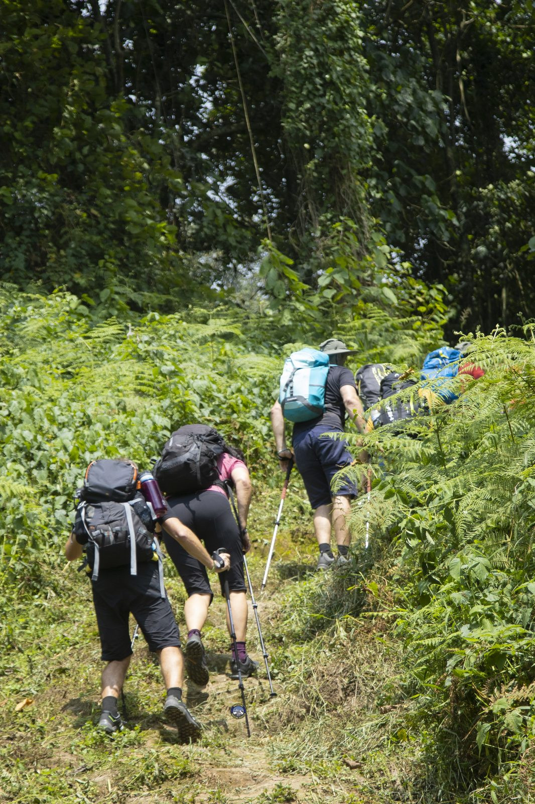 Trekking group moving through a fern-lined trail