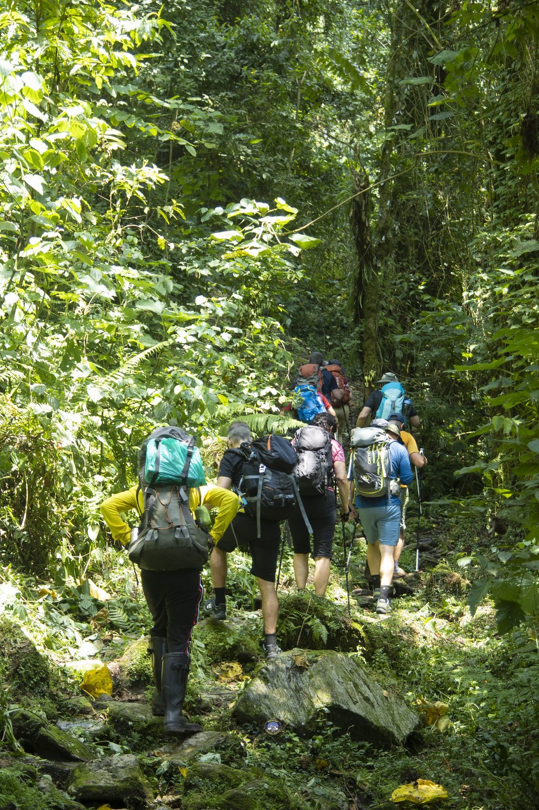 Hikers crossing a mossy forest trail with heavy packs