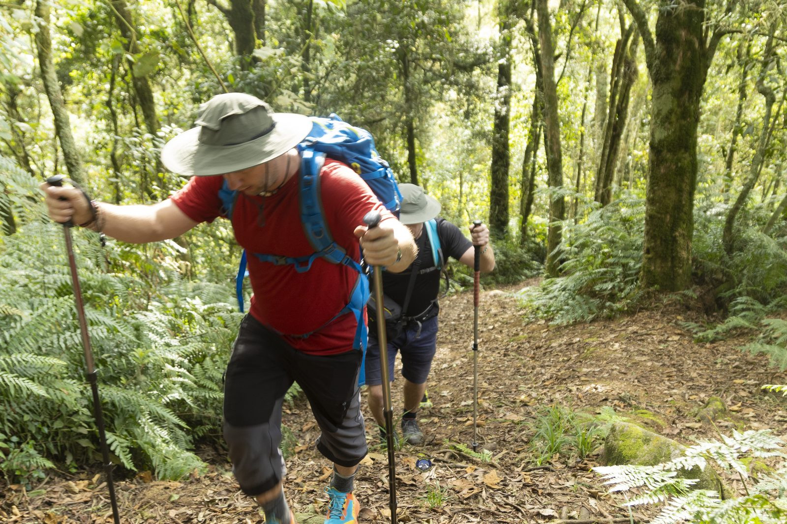 Two hikers with poles moving through the forest