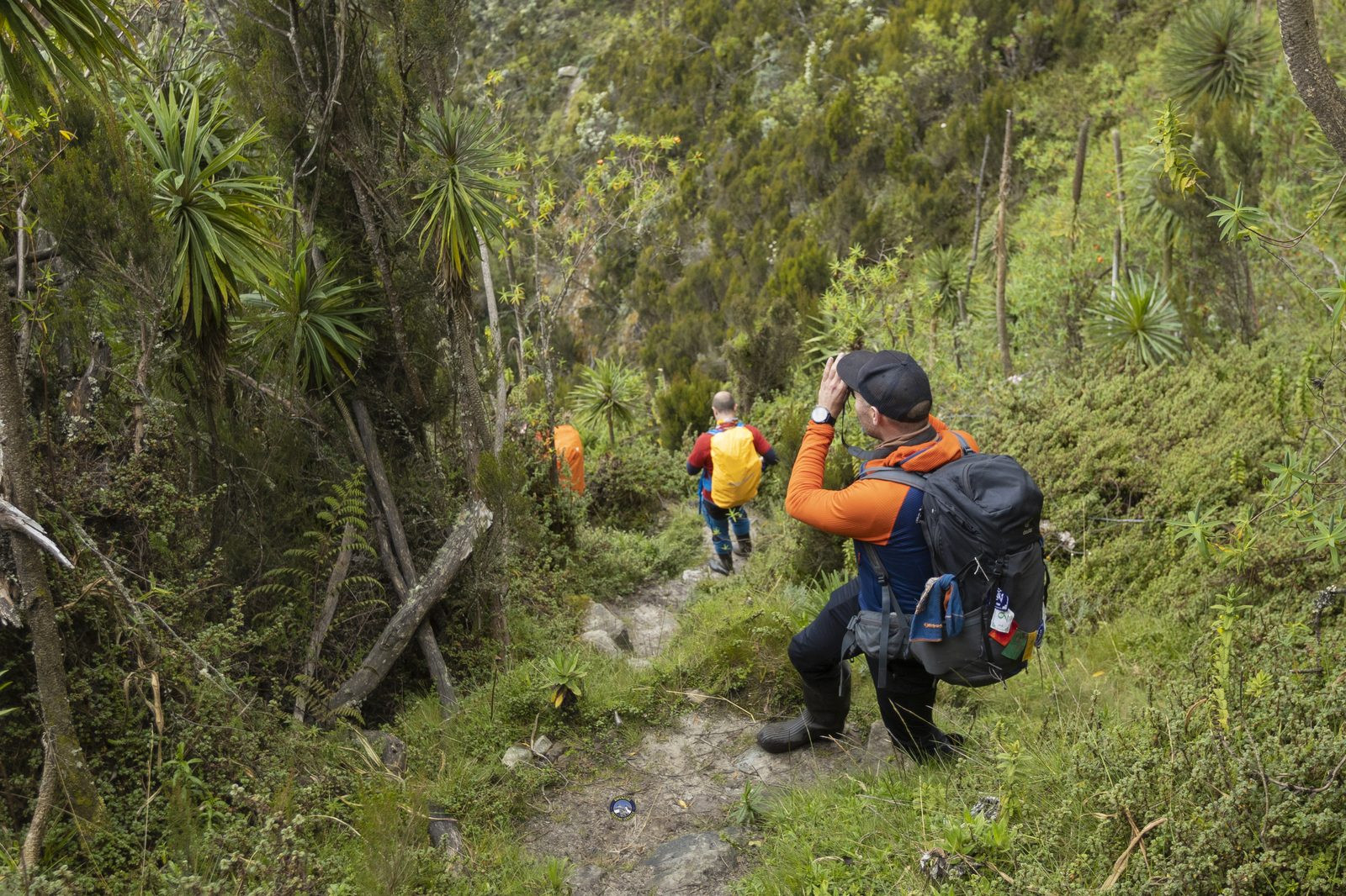 Hikers walking among giant lobelia plants