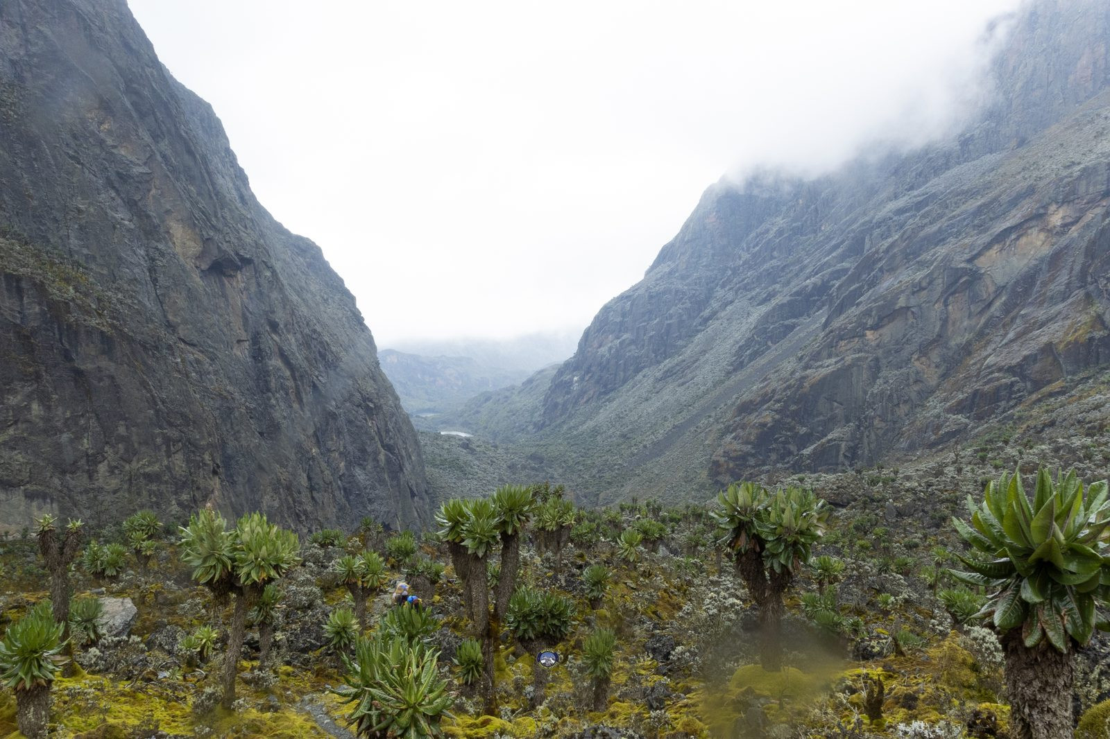 Giant lobelia landscape with misty mountain backdrop