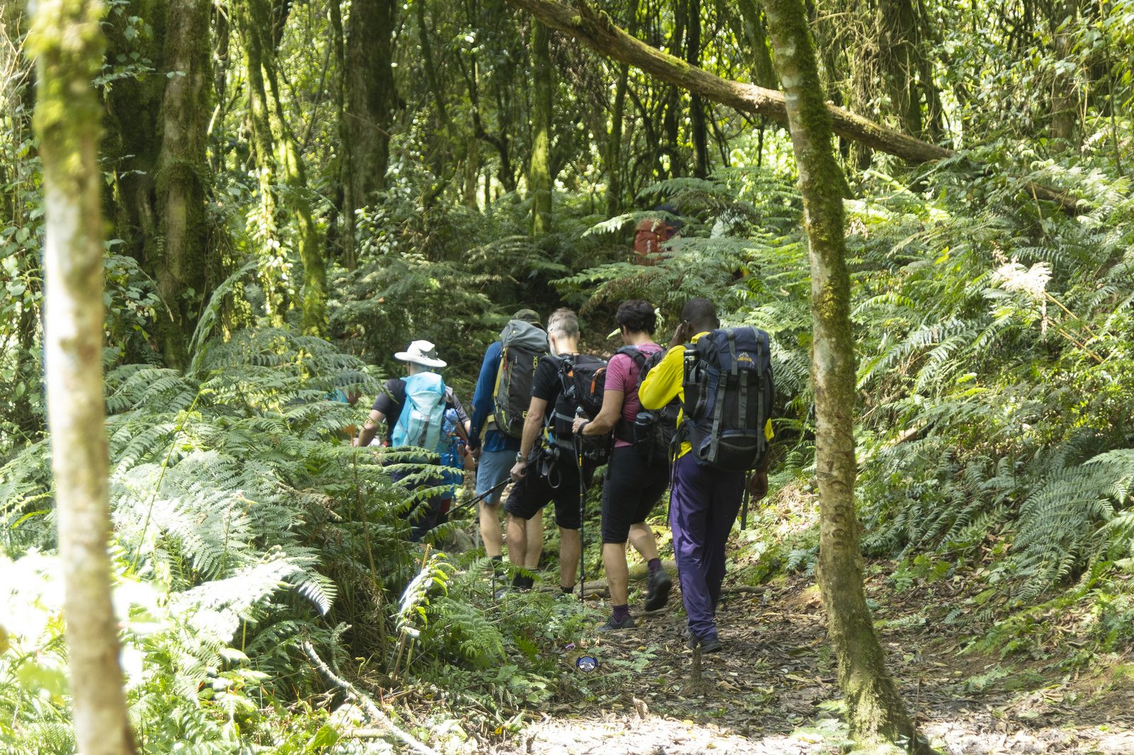 Trekking group navigating a rocky forest trail