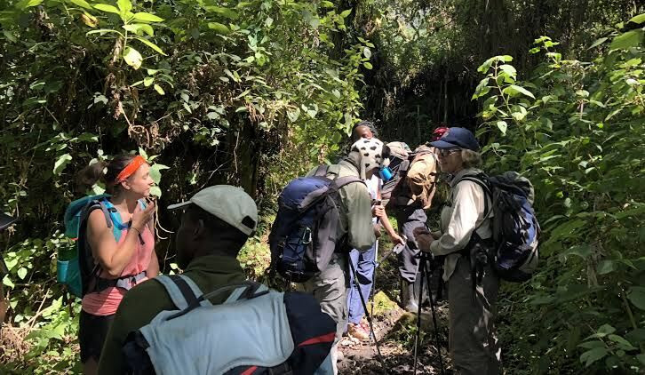 Trekking group on the forested Rwenzori trail